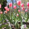 Tulip Triumph 'Don Quixote'