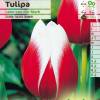 Tulip Triumph 'Leen van der Mark'