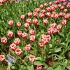 Tulip Triumph 'Leen van der Mark'