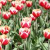 Tulip Triumph 'Leen van der Mark'