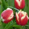 Tulip Triumph 'Leen van der Mark'