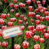 Tulip Triumph 'Leen van der Mark'