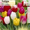 Tulip Triumph, Mixed