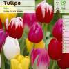 Tulip Triumph, Mixed