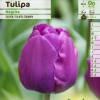 Tulip Triumph 'Negrita'