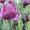 Tulip Triumph 'Negrita'