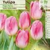 Tulip Triumph 'Page Polka'