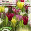 Tulip Viridiflora, Mixed