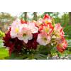 Low price Amaryllis bulbs - End of season offers