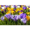 Low price Crocus bulbs - End of season offers