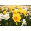Low price Daffodil bulbs - End of season offers