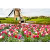 Low price Tulip bulbs - End of season offers