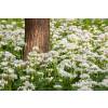Low price Allium bulbs - End of season offers