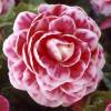 Begonia Double 'Camelia'