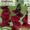 Gladiola 'Black Surprise'