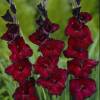 Gladiola 'Black Surprise'