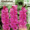 Gladiola 'Fidelio'