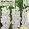 Gladiola 'White Friendship'