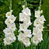 Gladiola 'White Friendship'