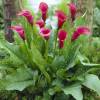 Arum lily Crimson