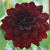 Decorative Dahlia 'Arabian Night'