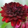 Decorative Dahlia 'Arabian Night'