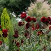 Decorative Dahlia 'Arabian Night'