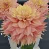 Decorative Dahlia 'Peaches and Cream'