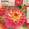 Decorative Dahlia 'Procyon'