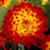 Decorative Dahlia 'Procyon'