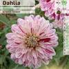 Dahlia Decorative 'Smokey'