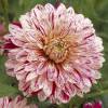 Dahlia Decorative 'Smokey'