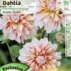 Decorative Dahlia 'Carribean Fantasy'