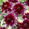 Decorative Dahlia 'Darkarin'