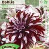 Large Flowers Decorative Dahlia 'Tartan'