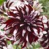 Large Flowers Decorative Dahlia 'Tartan'