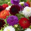 Decorative Dahlia Mix
