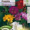 Freesia Double Mixed