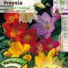 Freesia Mixed