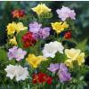 Freesia Mixed