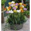 Freesia Mixed