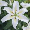 Hybrid Lily 'Cassandra'