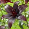 Hybrid Lily 'Dimention'