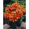 Hybrid Lily 'Enchantement'