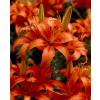 Hybrid Lily 'Enchantement'