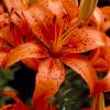 Hybrid Lily 'Enchantement'