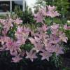 Hybrid Lily 'Le Rve'