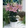 Hybrid Lily 'Le Rve'