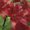 Hybrid Lily 'Red Night'