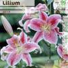 Hybrid Lily 'Stargazer'